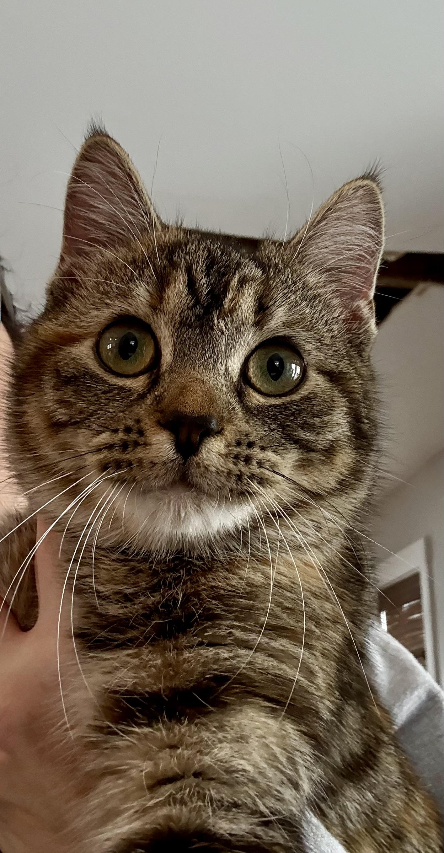 Enlarge Joy, a ADOPTABLE Domestic Short Hair in East Amherst, NY image 2/6