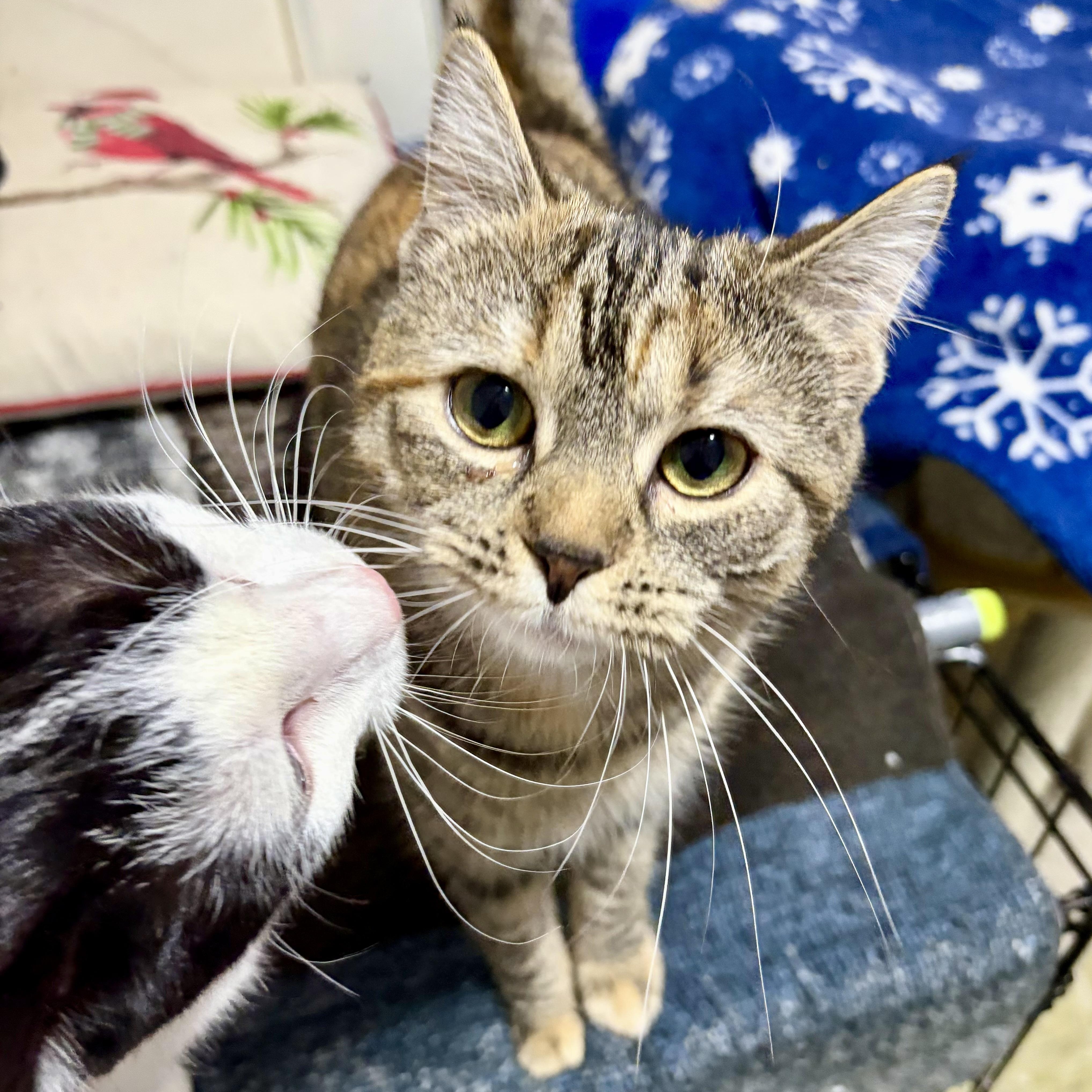 Enlarge Joy, a ADOPTABLE Domestic Short Hair in East Amherst, NY image 1/6