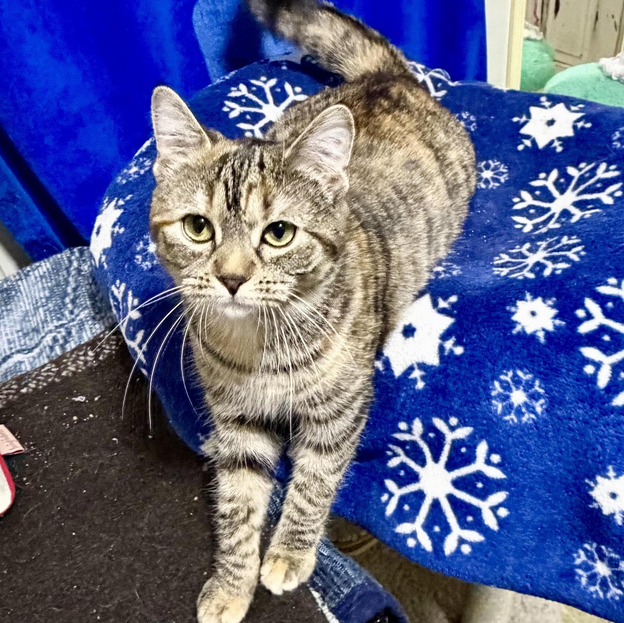 Enlarge Joy, a ADOPTABLE Domestic Short Hair in East Amherst, NY image 3/6