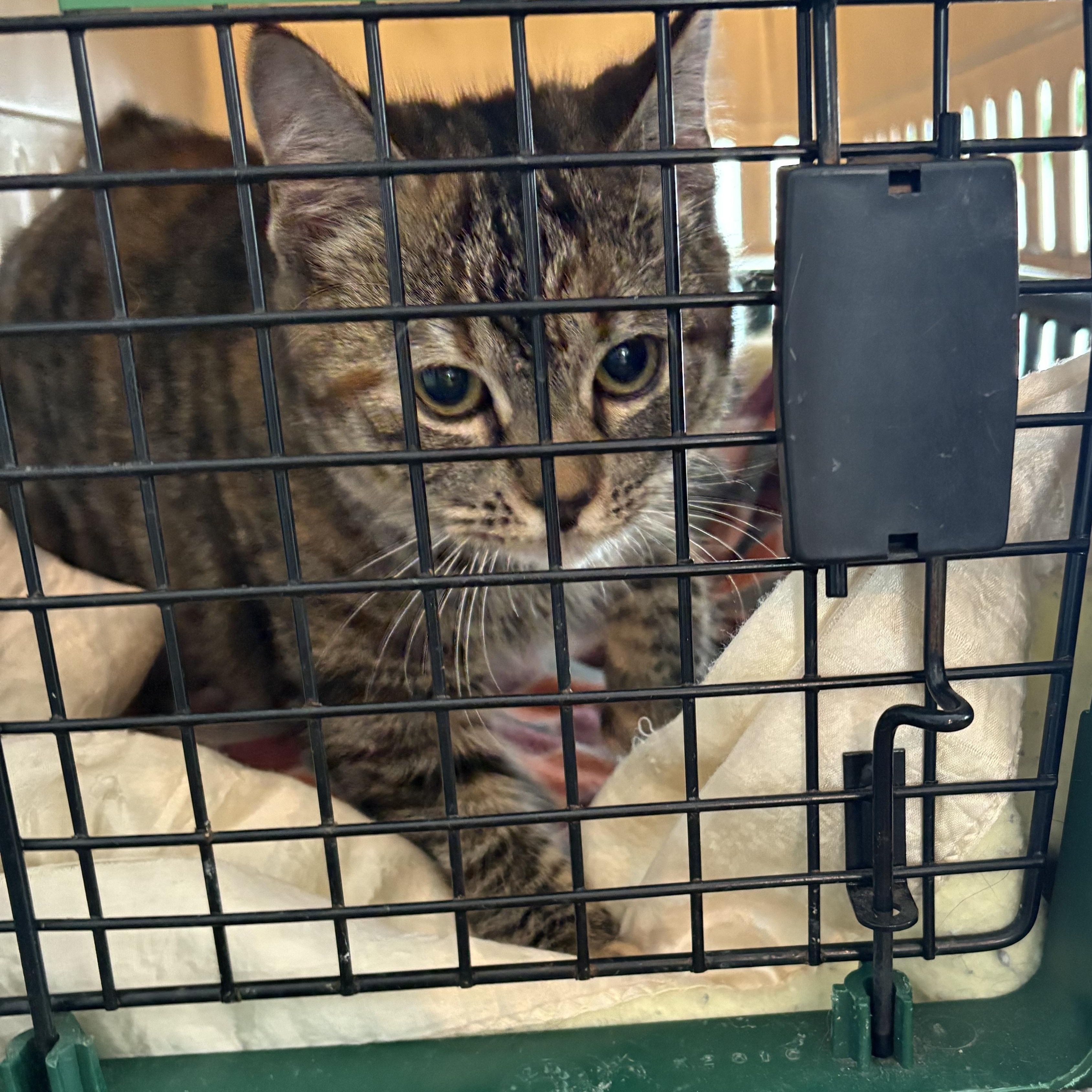 Enlarge Joy, a ADOPTABLE Domestic Short Hair in East Amherst, NY image 5/6