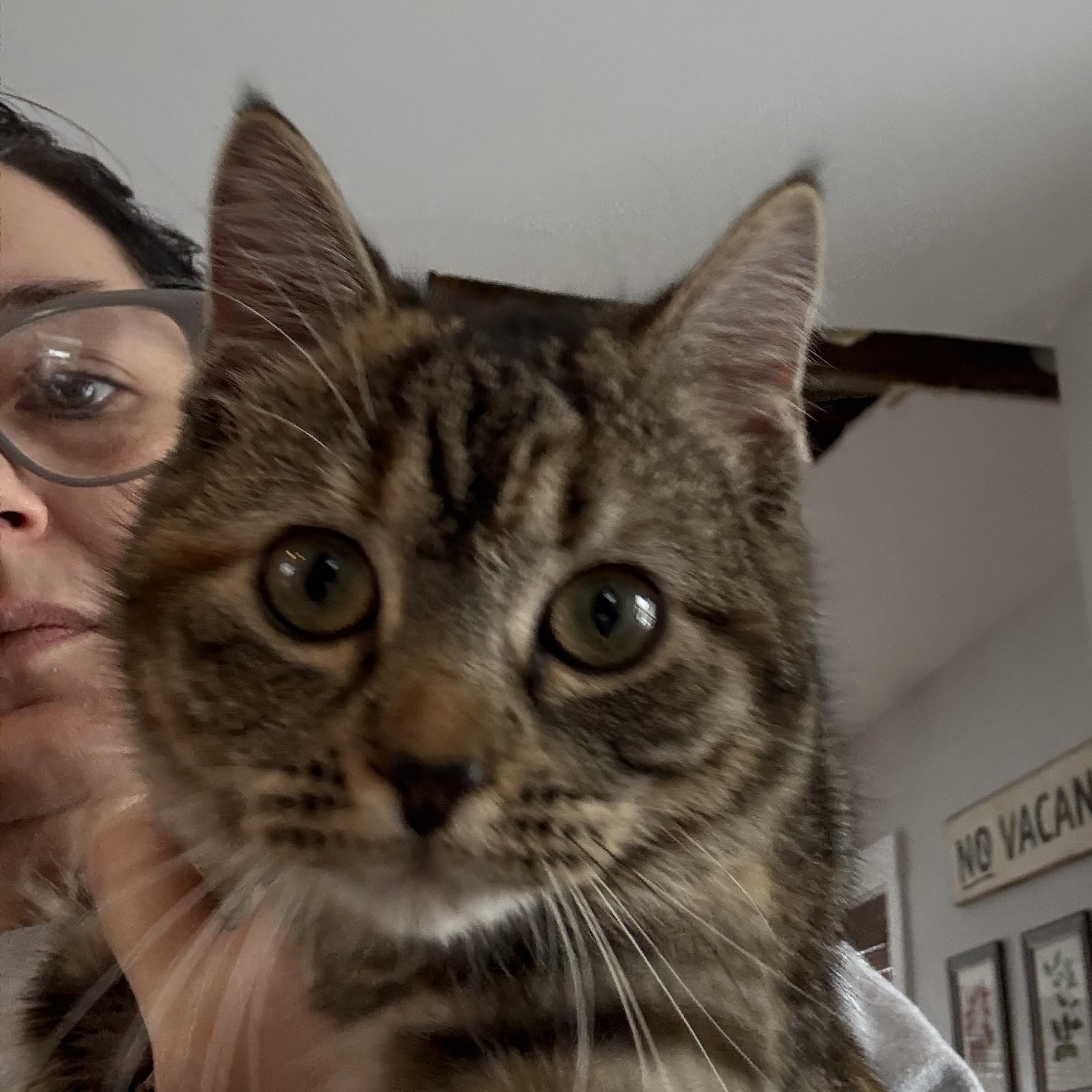 Enlarge Joy, a ADOPTABLE Domestic Short Hair in East Amherst, NY image 4/6