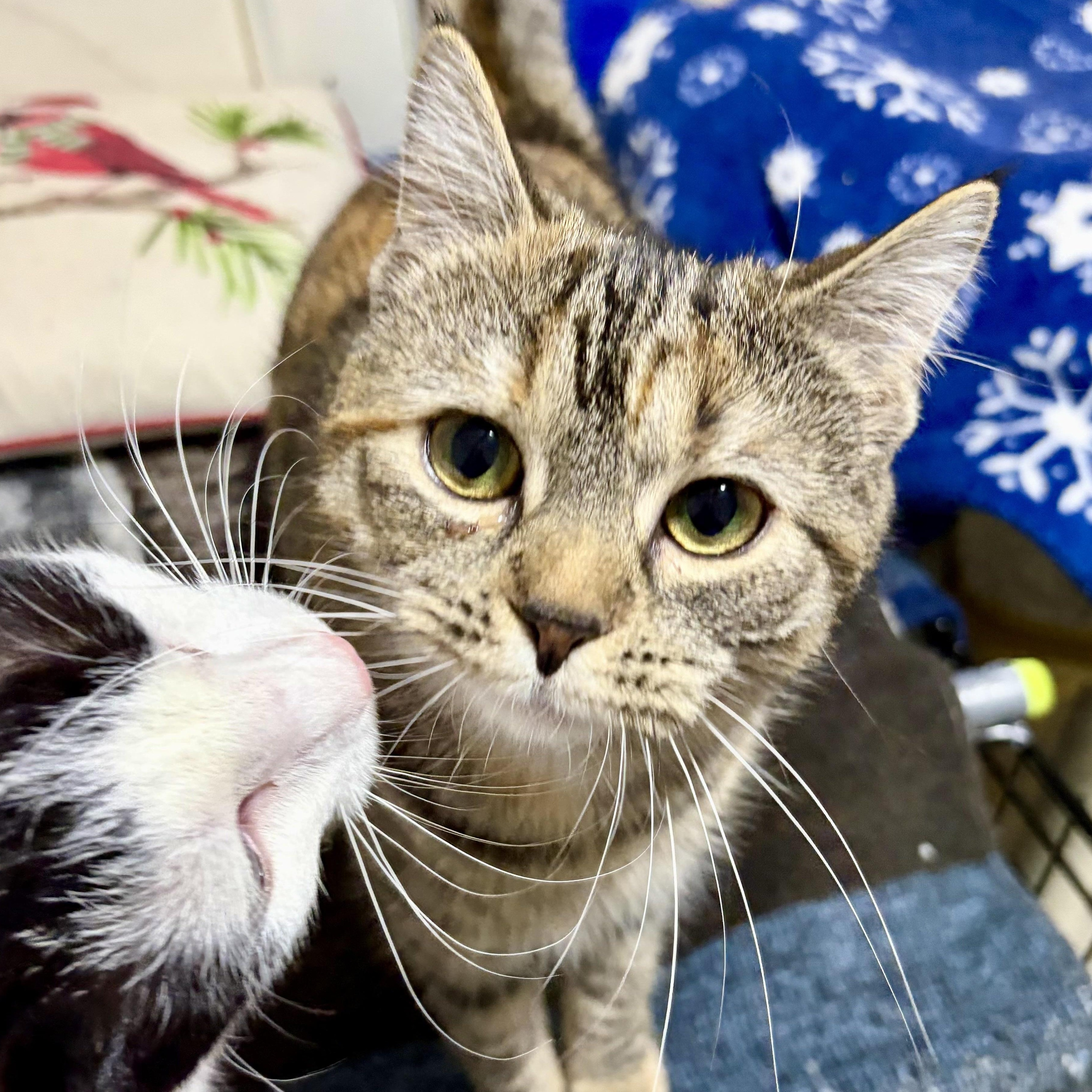 Joy, ADOPTABLE, Kitten Female Domestic Short Hair.