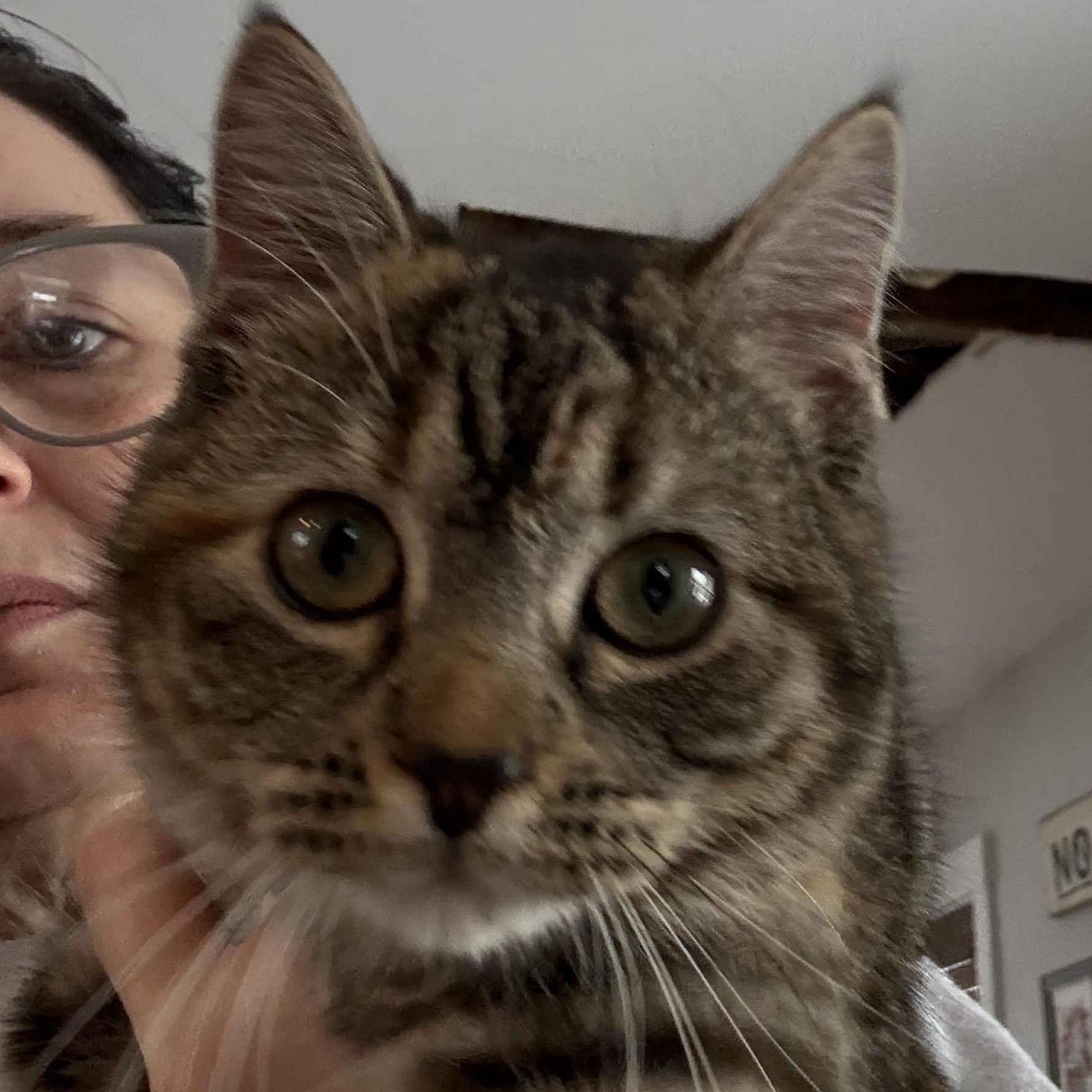 Enlarge Joy, a ADOPTABLE Domestic Short Hair in East Amherst, NY image 2/6