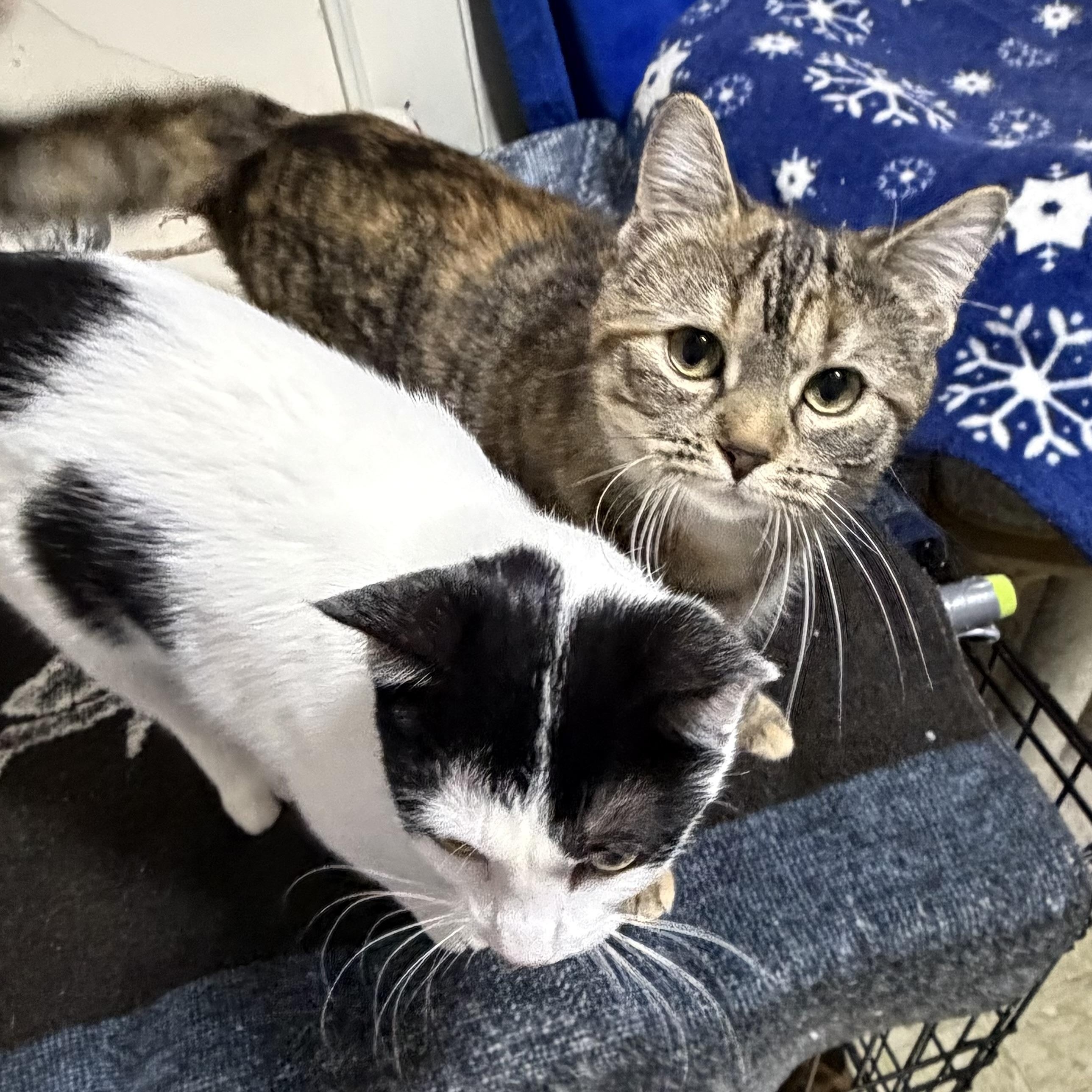 Enlarge Joy, a ADOPTABLE Domestic Short Hair in East Amherst, NY image 5/6