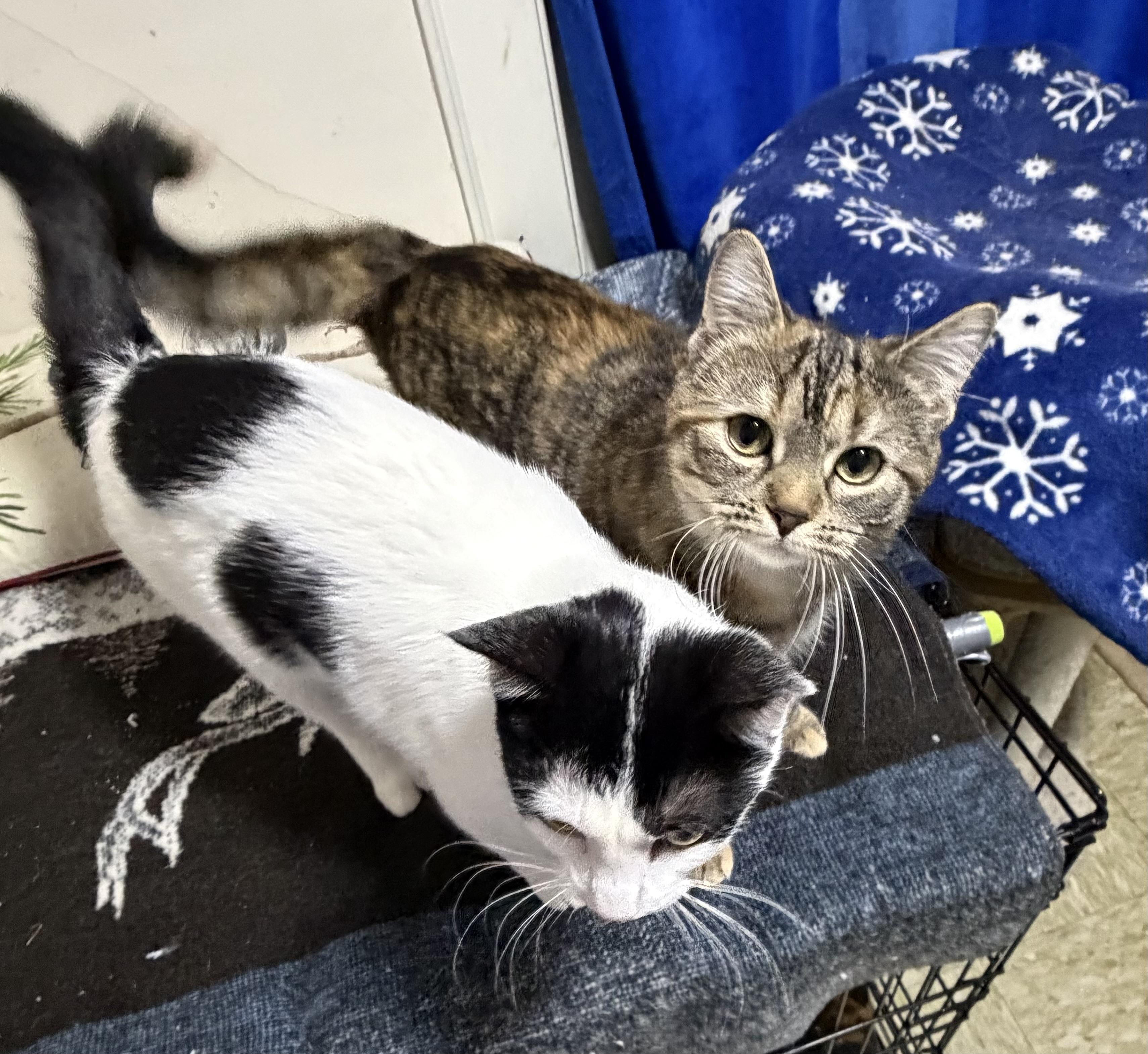 Enlarge Joy, a ADOPTABLE Domestic Short Hair in East Amherst, NY image 6/6