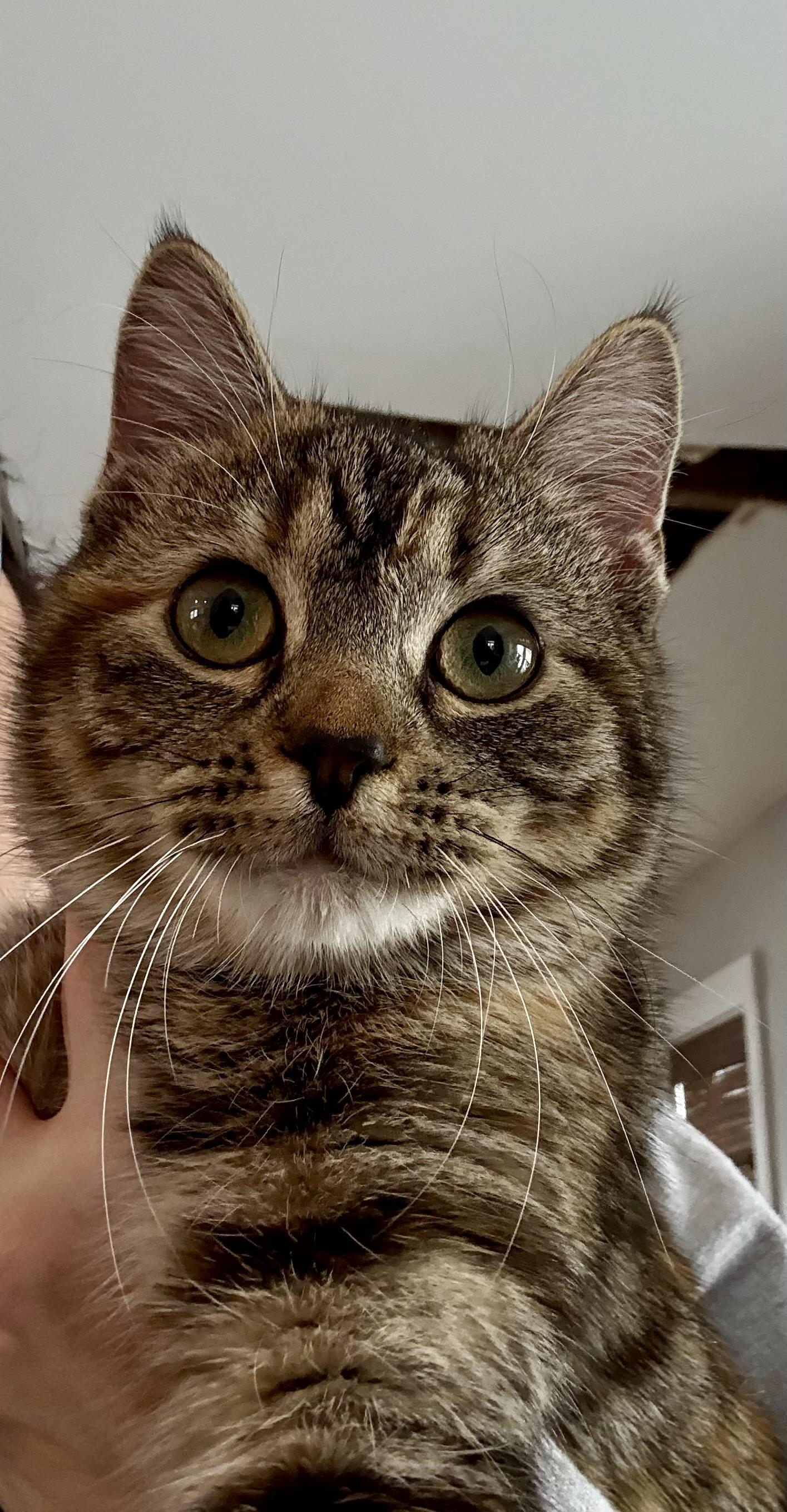 Enlarge Joy, a ADOPTABLE Domestic Short Hair in East Amherst, NY image 4/6