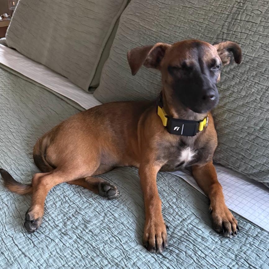 CT Mollie (foster in Stafford CT), a Adoptable mixed breed in Stormville, NY image 3/6