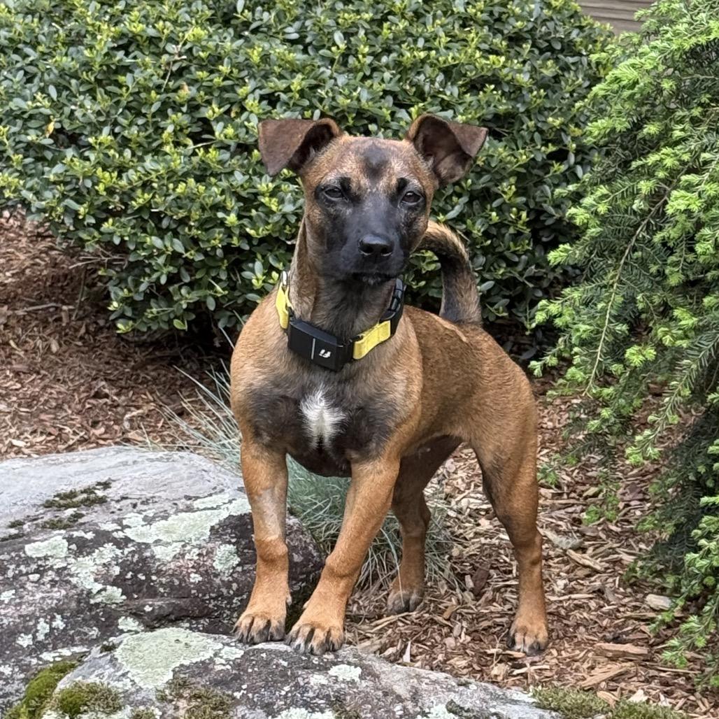 CT Mollie (foster in Stafford CT), a Adoptable mixed breed in Stormville, NY image 5/6