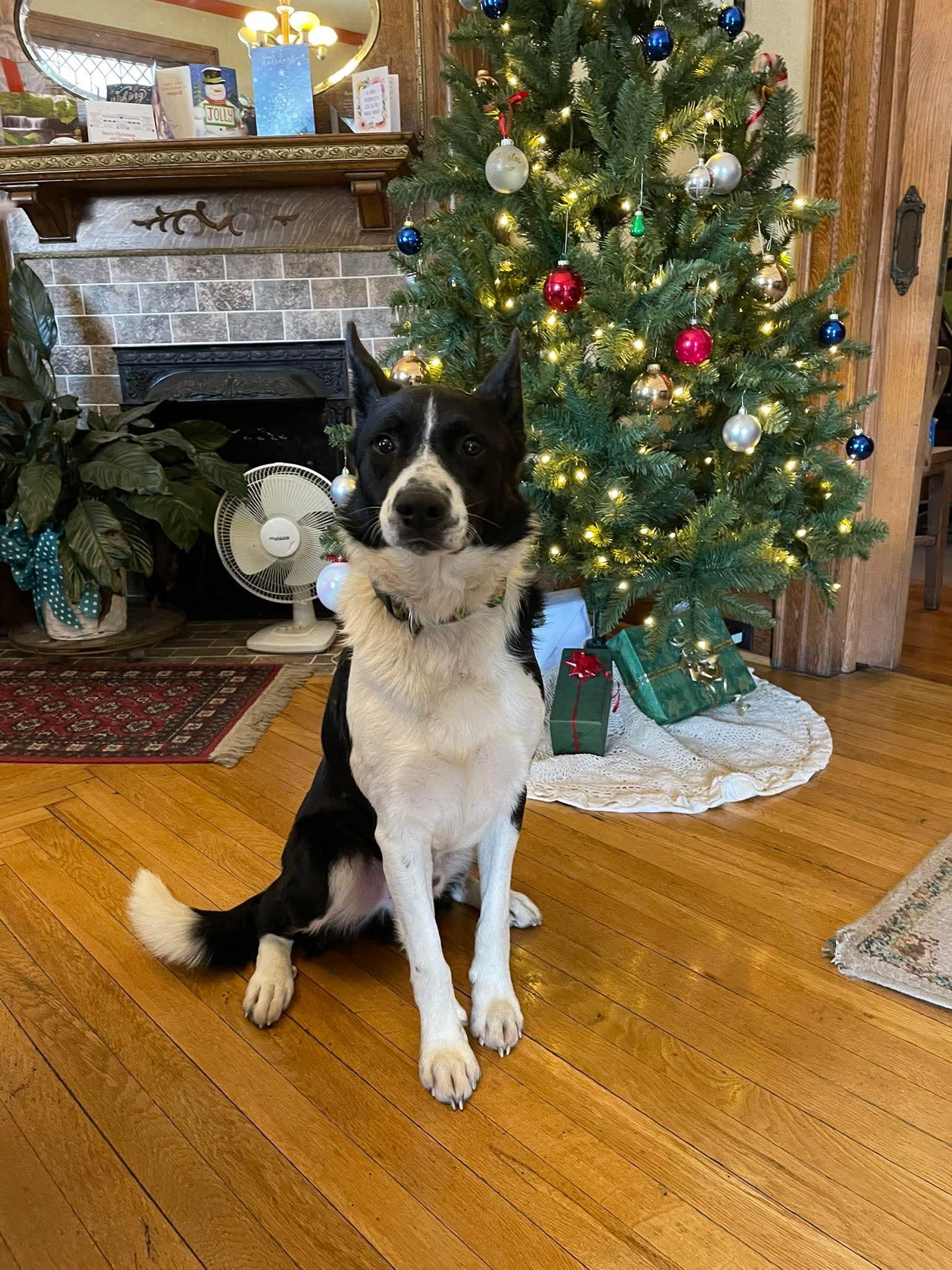 Enlarge James (5yo, 50lbs), a Adoptable mixed breed in Hinton, WV image 2/3