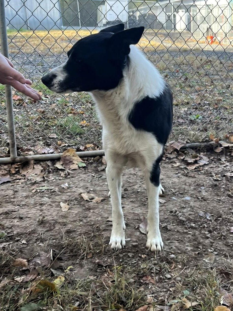 Enlarge James (5yo, 50lbs), a Adoptable mixed breed in Hinton, WV image 3/3