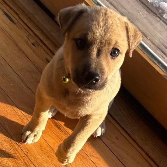 Cupid - A Puerto Rican Prince, Adoptable, Puppy Male Yellow Labrador Retriever.
