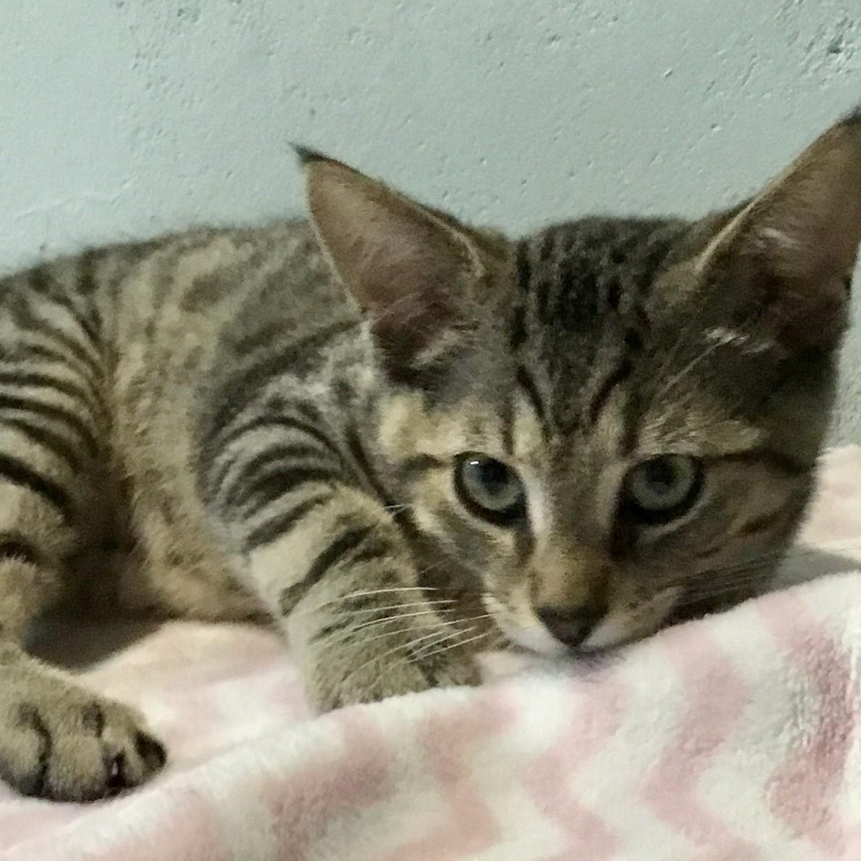 Taki