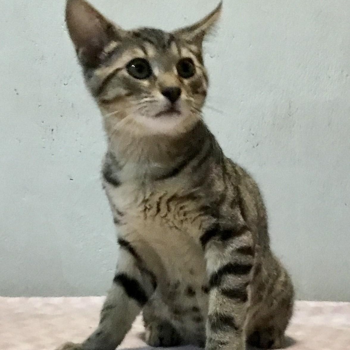 Taki