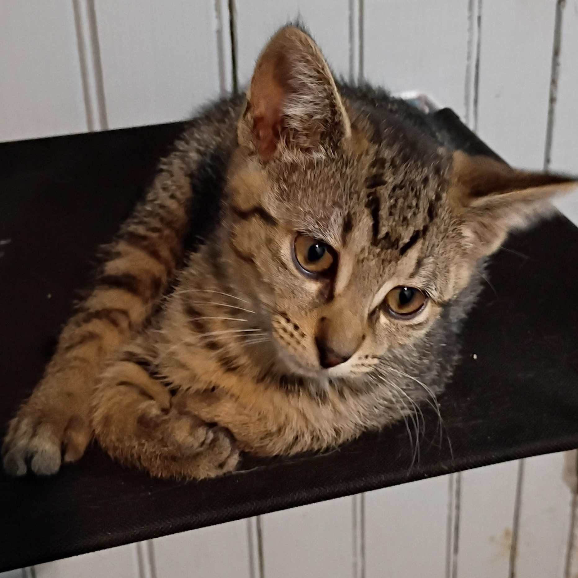Taki