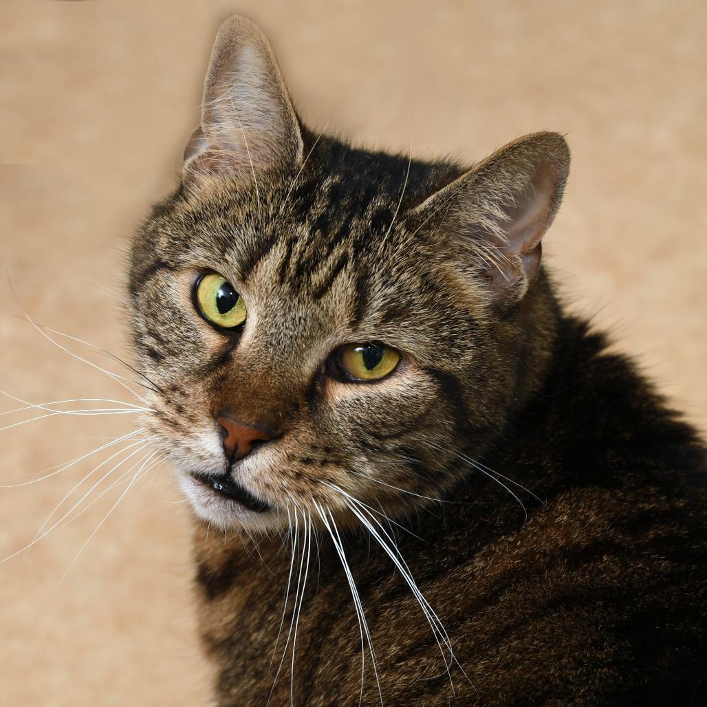 Enlarge Benjamin KC, a Adoptable Domestic Short Hair in Natick, MA image 2/6
