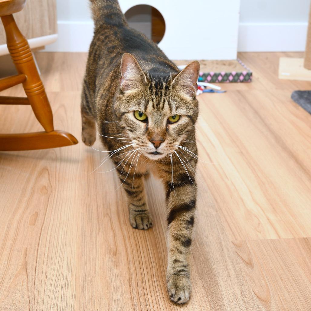 Enlarge Benjamin KC, a Adoptable Domestic Short Hair in Natick, MA image 3/6