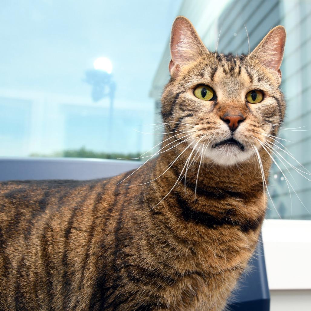 Benjamin KC, Adoptable, Senior Male Domestic Short Hair.