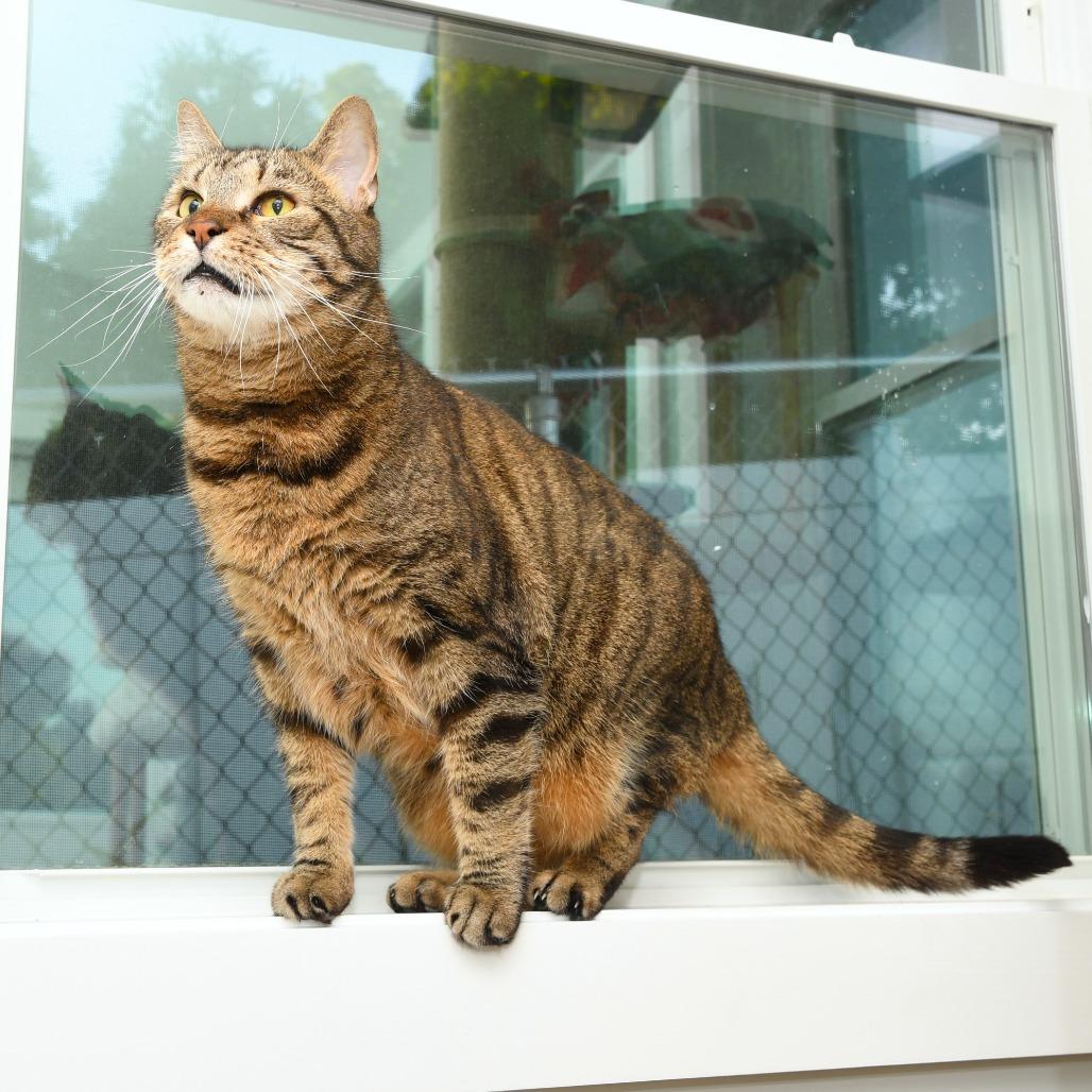 Enlarge Benjamin KC, a Adoptable Domestic Short Hair in Natick, MA image 4/6