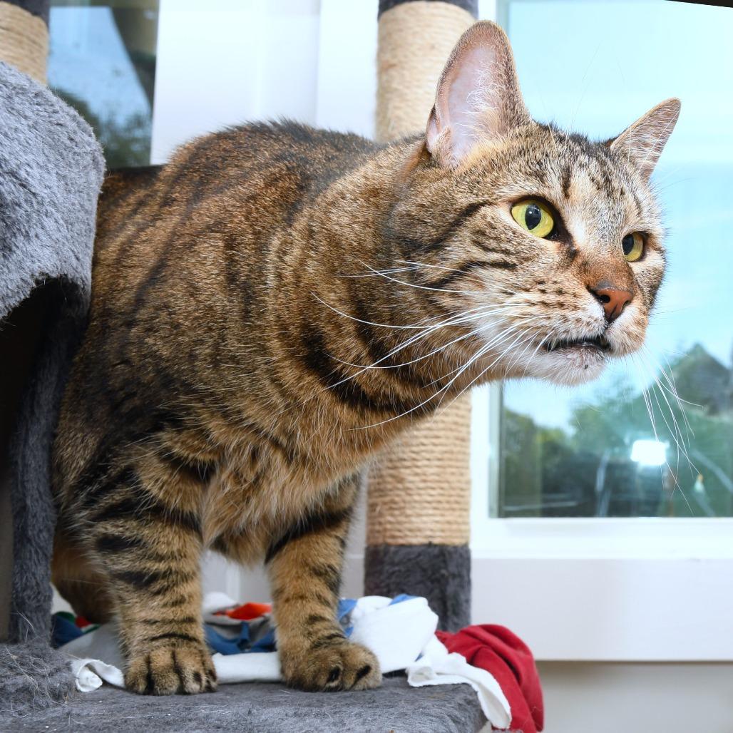 Benjamin KC, Adoptable, Senior Male Domestic Short Hair.