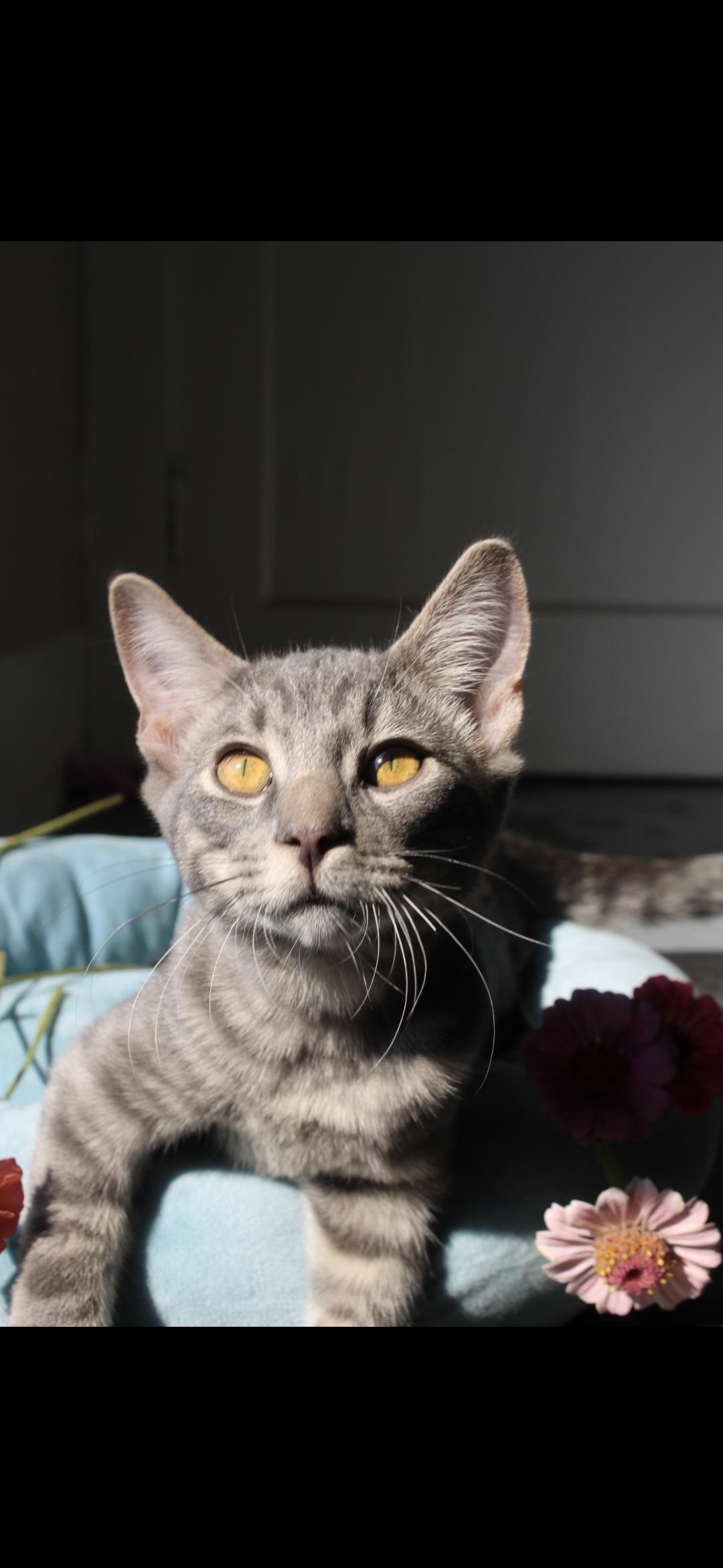 Obe Wan, Adopted, Young Male American Shorthair.