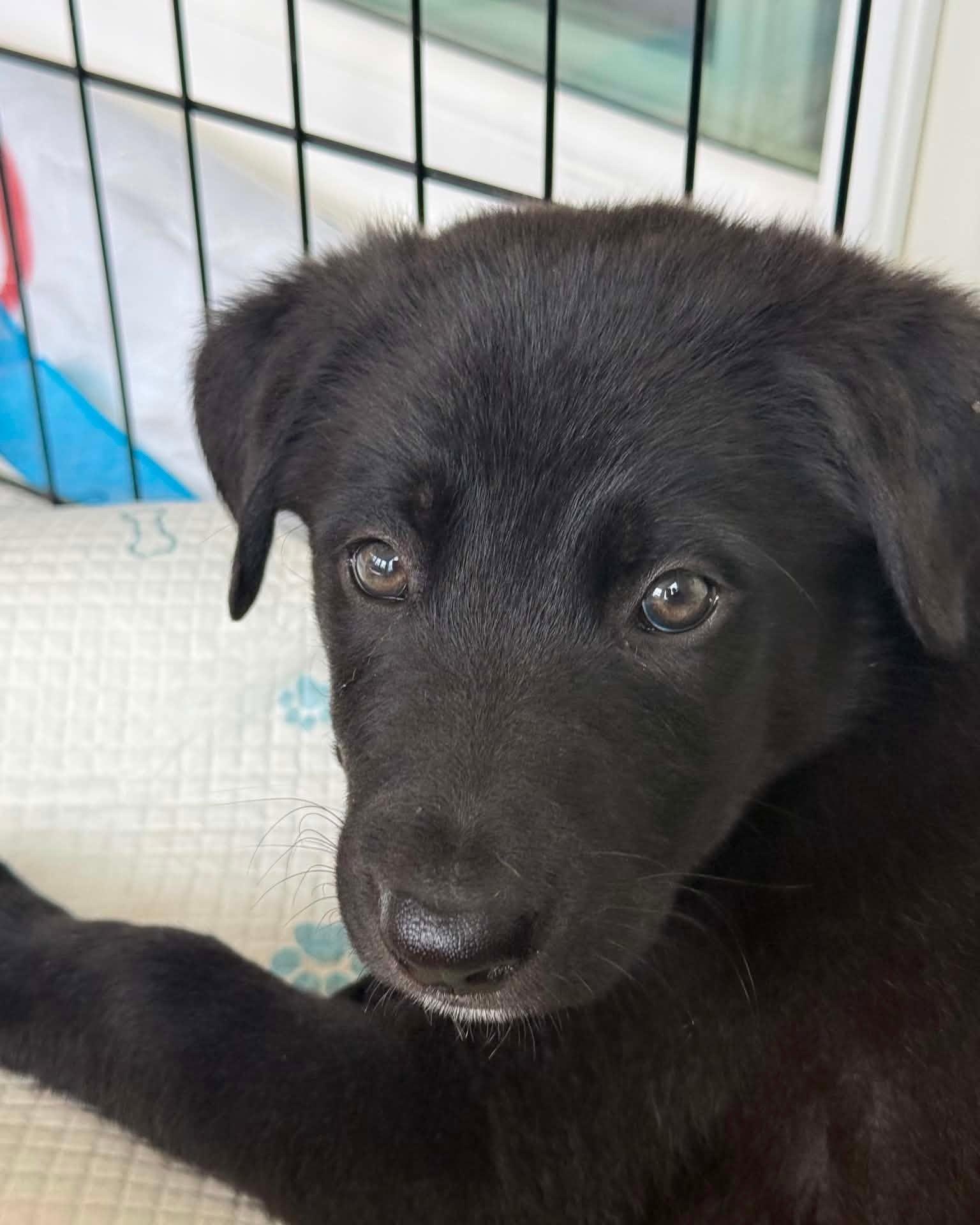 Enlarge Romeo - Anniversary, a Adoptable mixed breed in Wyoming, MI image 1/1