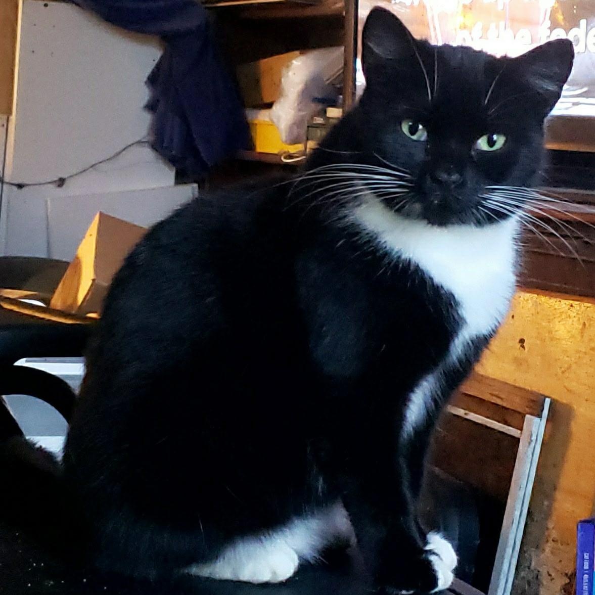 Enlarge Tamora, a Adoptable Domestic Short Hair in Cortland, NY image 1/2