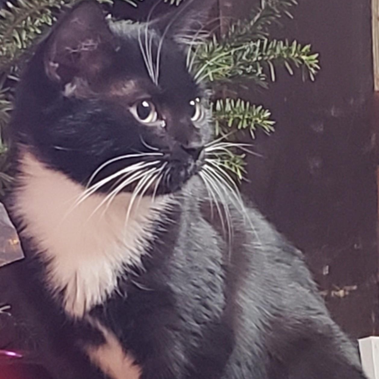 Enlarge Tamora, a Adoptable Domestic Short Hair in Cortland, NY image 2/2