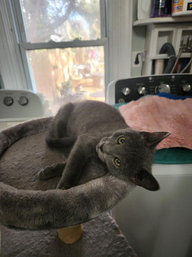 Ash, Adoptable, Kitten Male Domestic Short Hair.