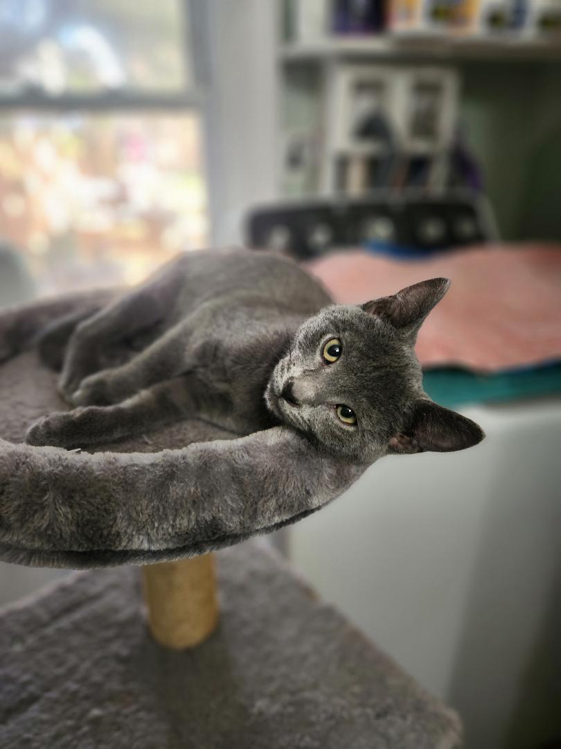 Enlarge Ash, a Adoptable Domestic Short Hair in Hanover, PA image 2/4