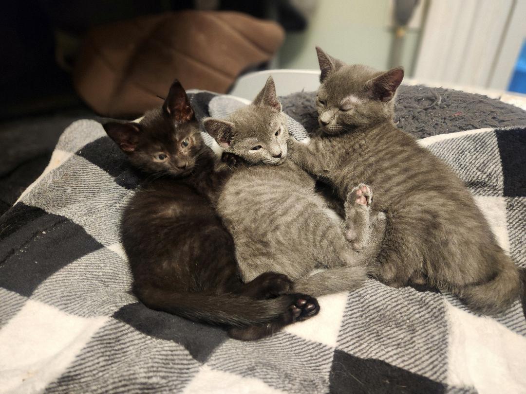 Enlarge Ash, a Adoptable Domestic Short Hair in Hanover, PA image 3/4