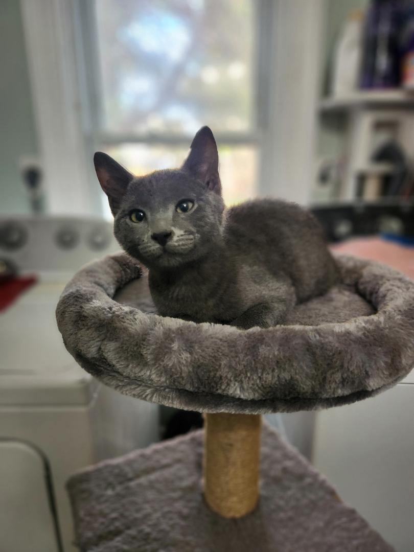 Enlarge Ash, a Adoptable Domestic Short Hair in Hanover, PA image 4/4