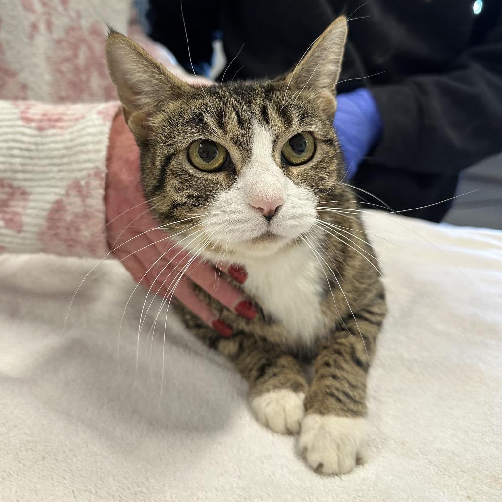 Marvle, Adoptable, Adult Female Domestic Short Hair.