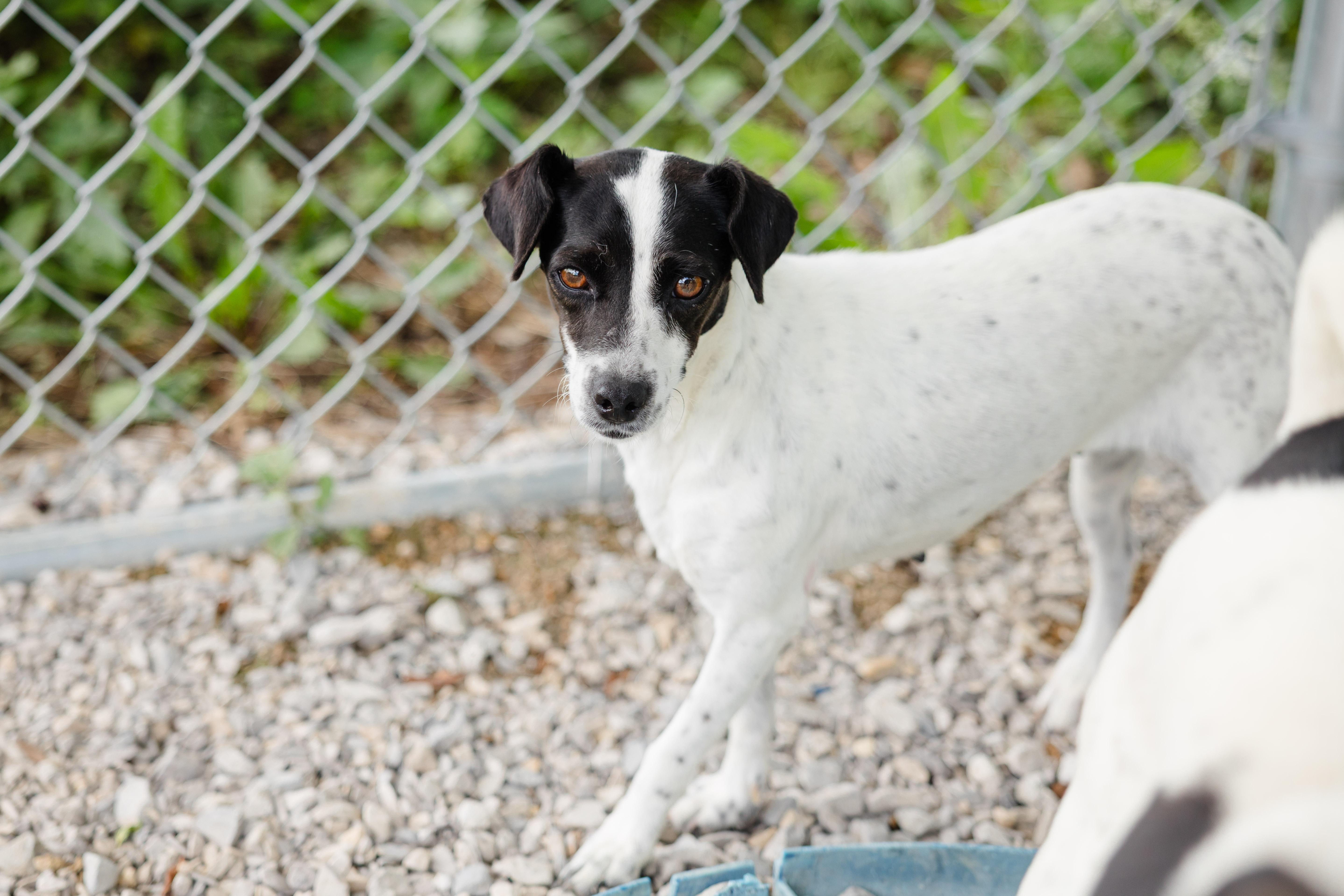Enlarge Ruby, a ADOPTABLE mixed breed in Newburgh, IN image 2/4