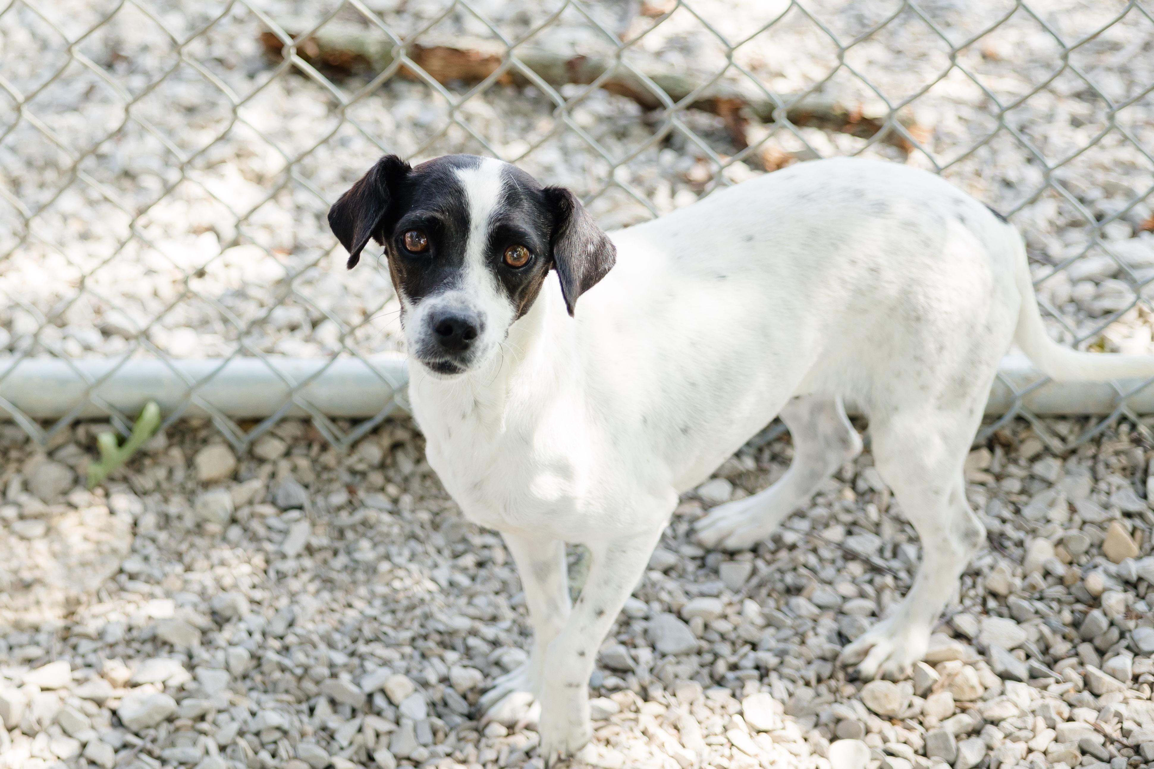 Enlarge Ruby, a ADOPTABLE mixed breed in Newburgh, IN image 3/4