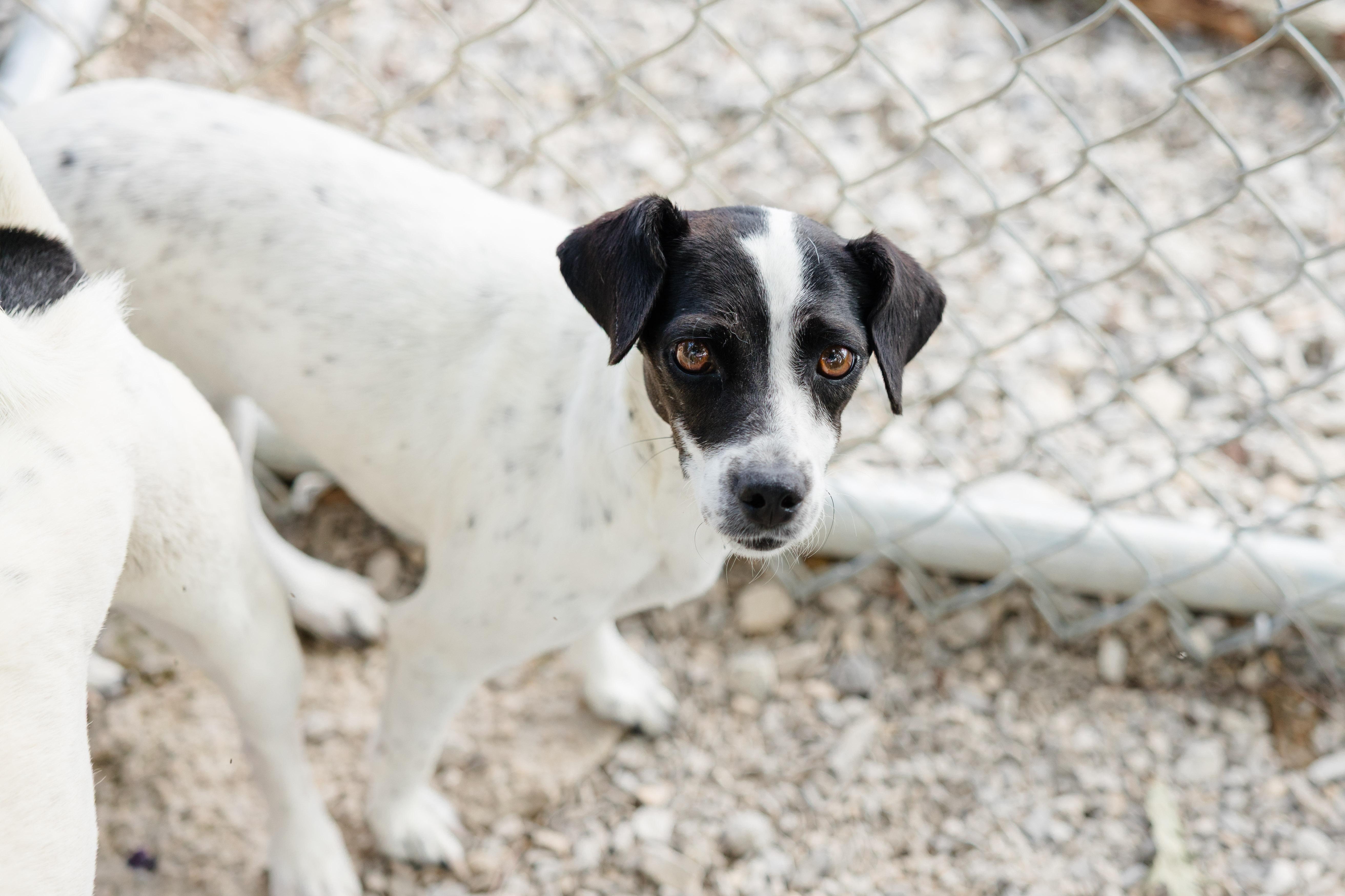 Enlarge Ruby, a ADOPTABLE mixed breed in Newburgh, IN image 1/4