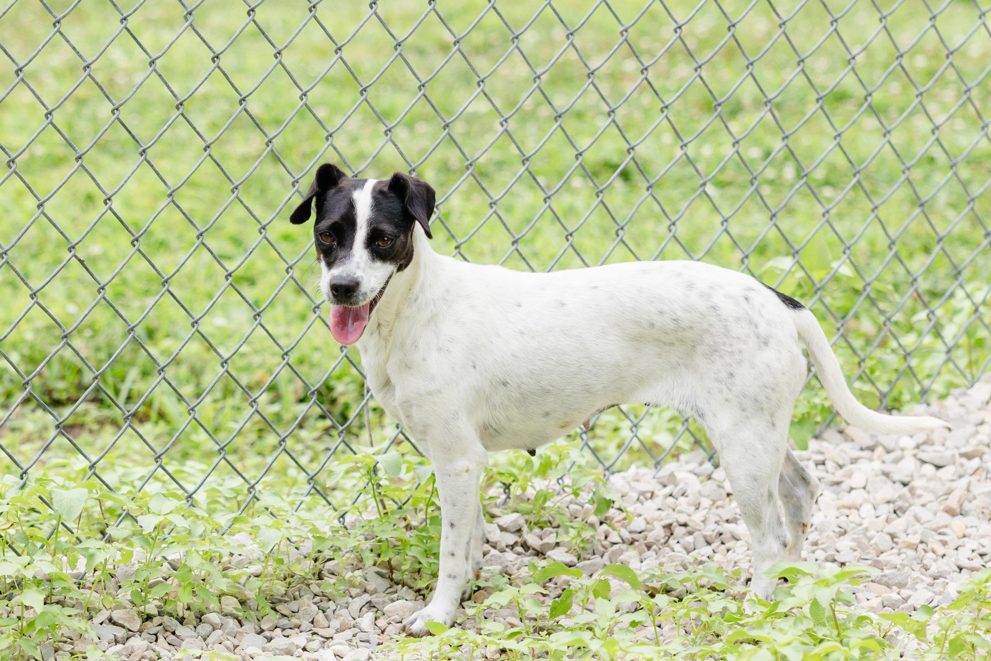 Enlarge Ruby, a ADOPTABLE mixed breed in Newburgh, IN image 4/4