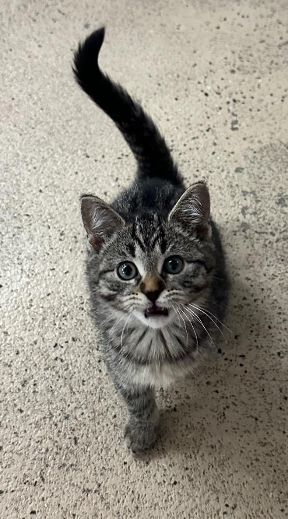 Enlarge Pickles, a Adoptable mixed breed in Waverly, NY image 1/5