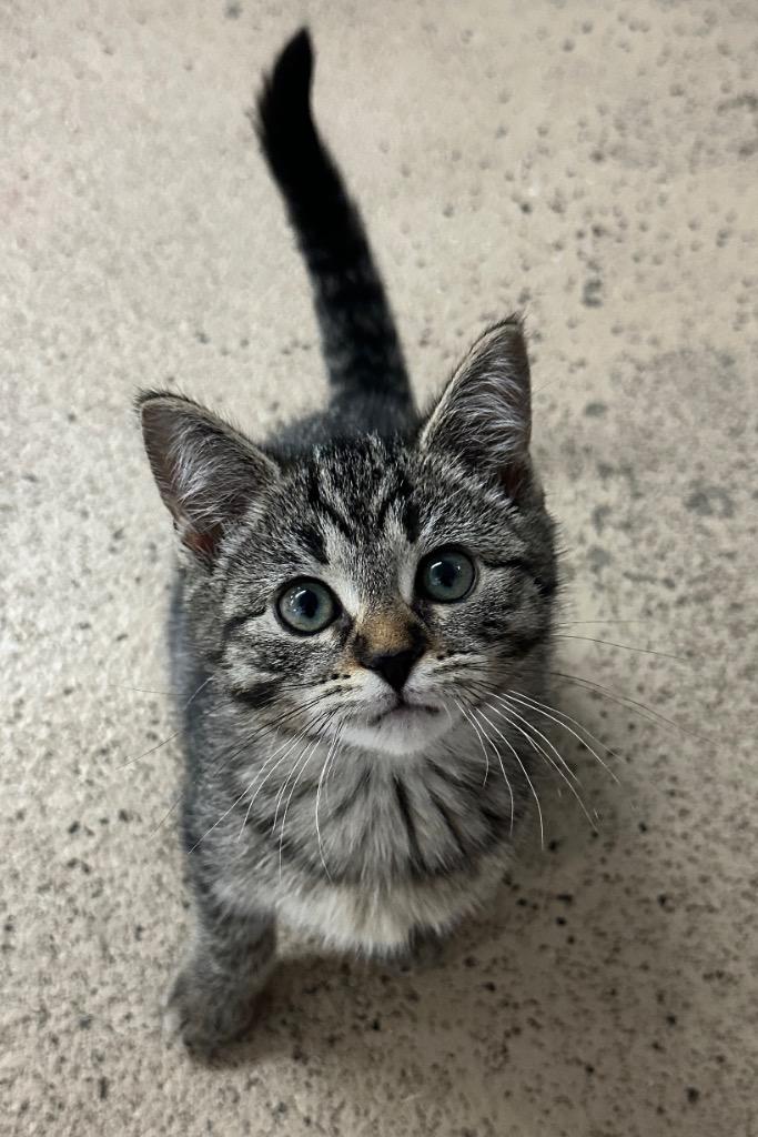 Enlarge Pickles, a Adoptable mixed breed in Waverly, NY image 3/5