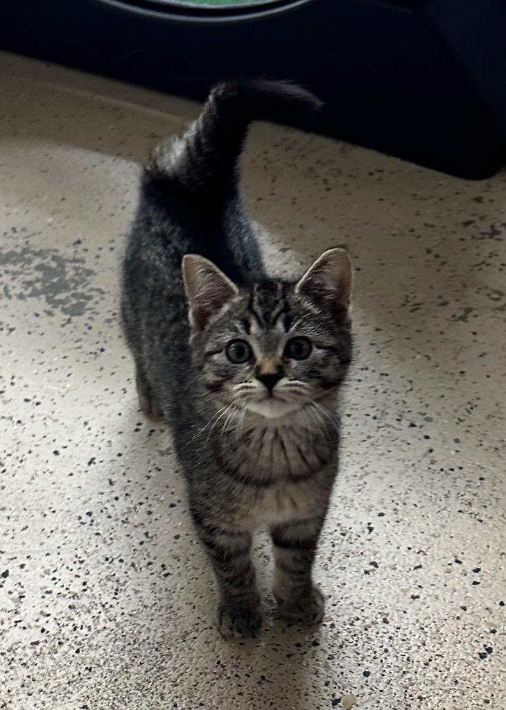 Enlarge Pickles, a Adoptable mixed breed in Waverly, NY image 5/5
