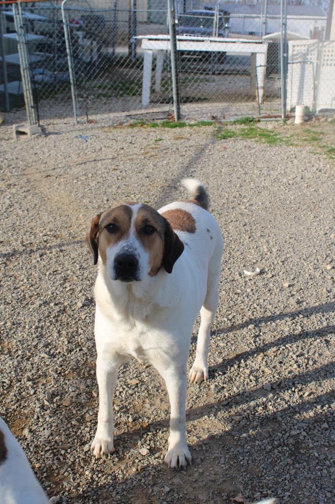 Puppy, Adoptable, Adult Female Mixed Breed.
