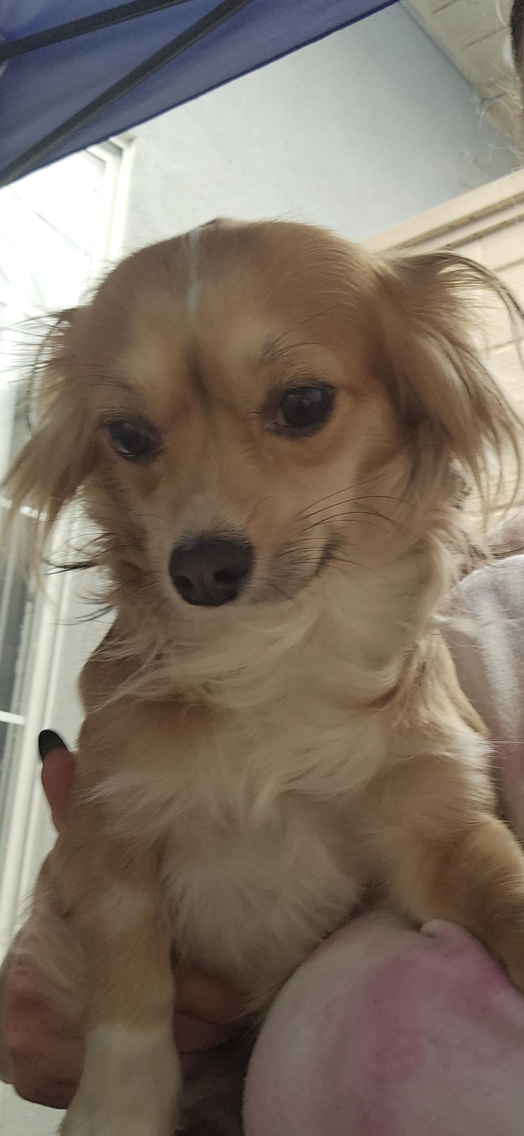 Enlarge Checkers , a ADOPTABLE mixed breed in Hawthorne, CA image 2/2