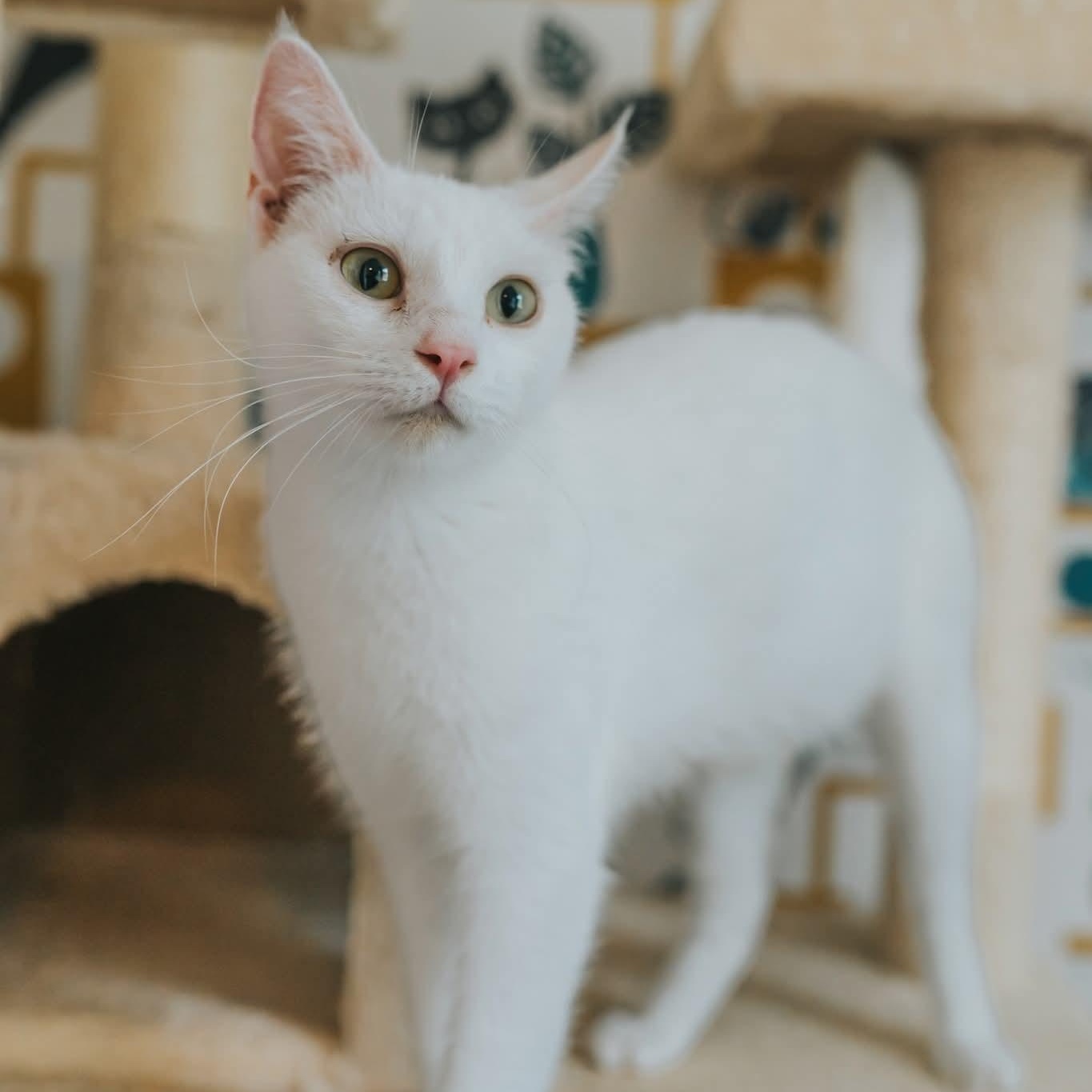 Mama Morton, Adoptable, Young Female Domestic Short Hair.