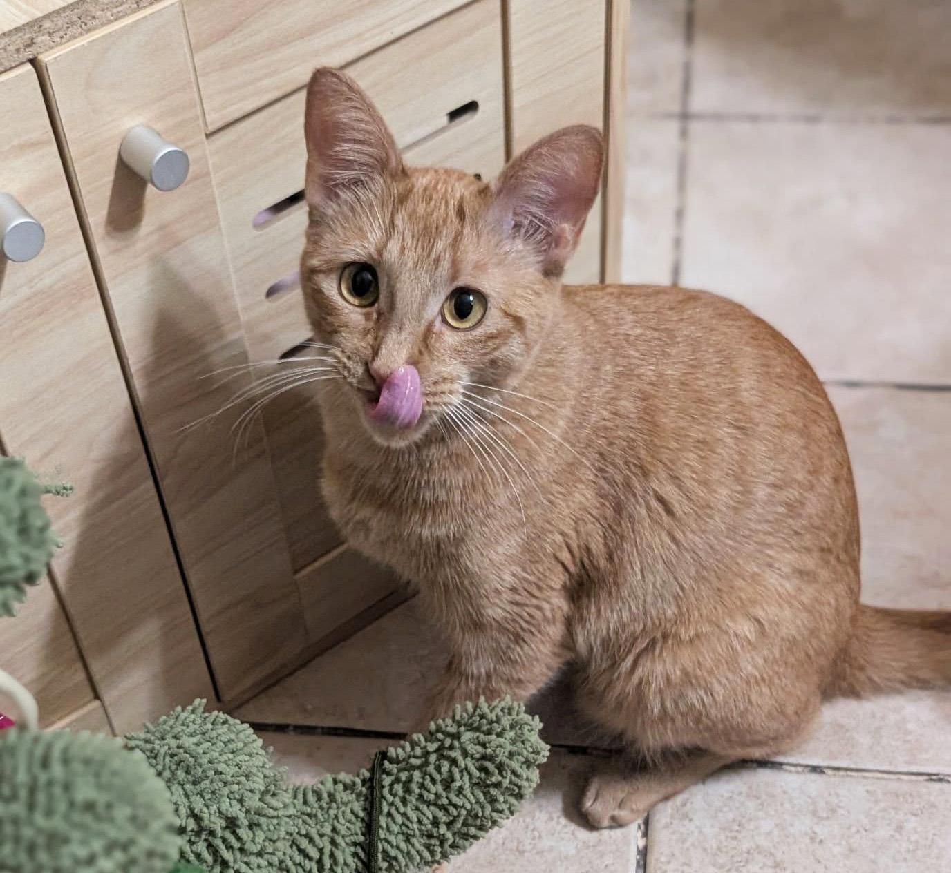 Enlarge Jovie, a ADOPTABLE Domestic Short Hair in Manhattan, KS image 6/6