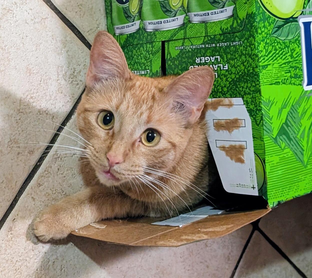 Enlarge Jovie, a ADOPTABLE Domestic Short Hair in Manhattan, KS image 2/6