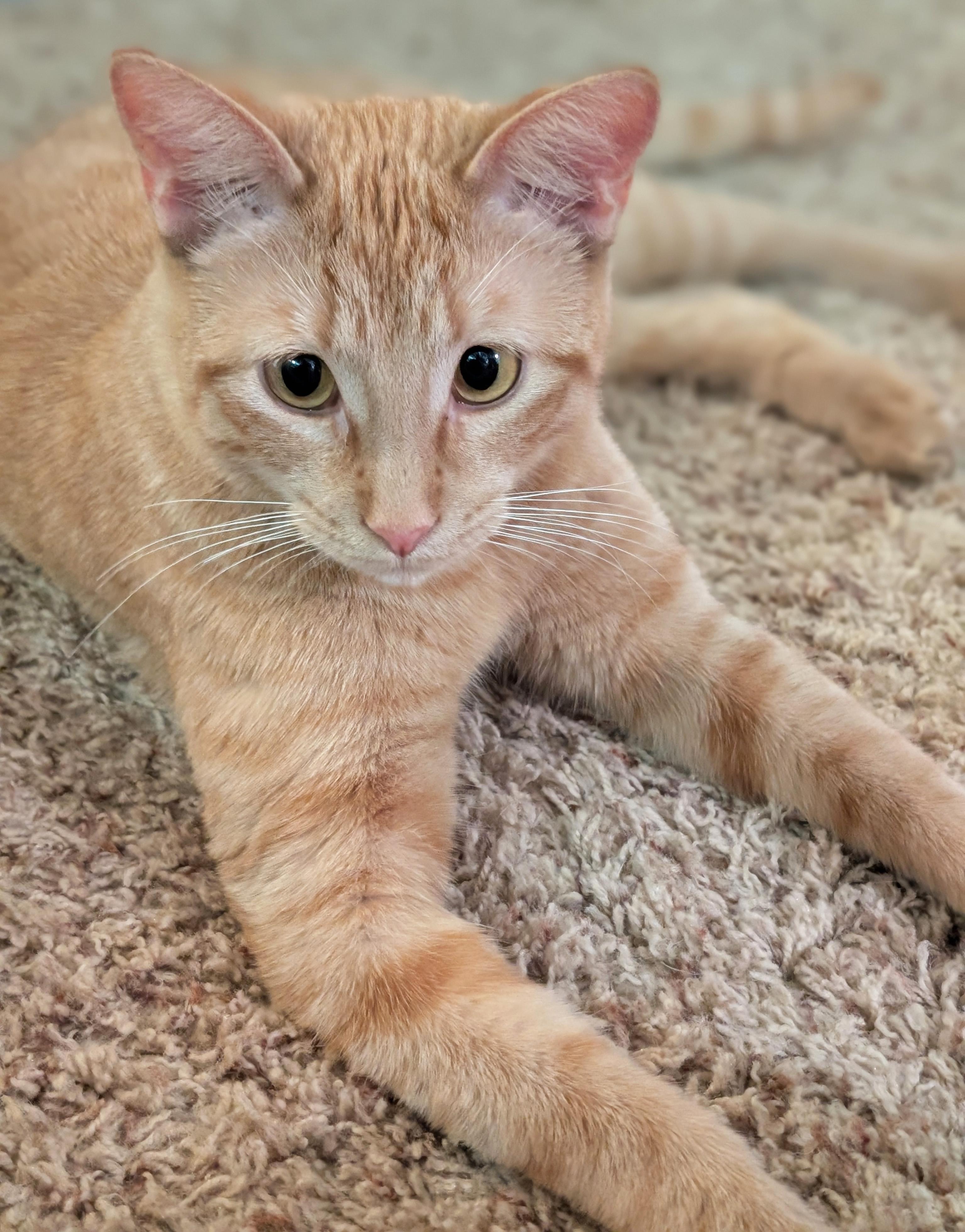 Enlarge Jovie, a ADOPTABLE Domestic Short Hair in Manhattan, KS image 5/6