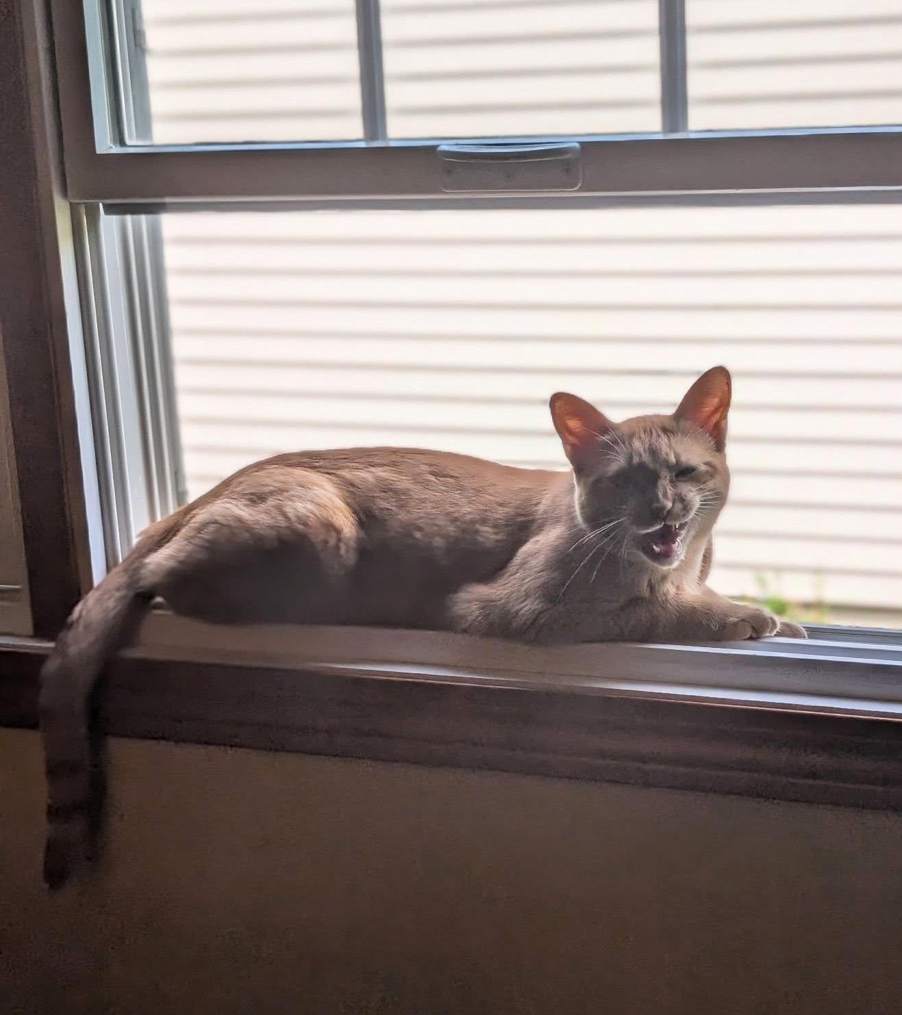 Jovie, a ADOPTABLE Domestic Short Hair in Manhattan, KS image 6/6