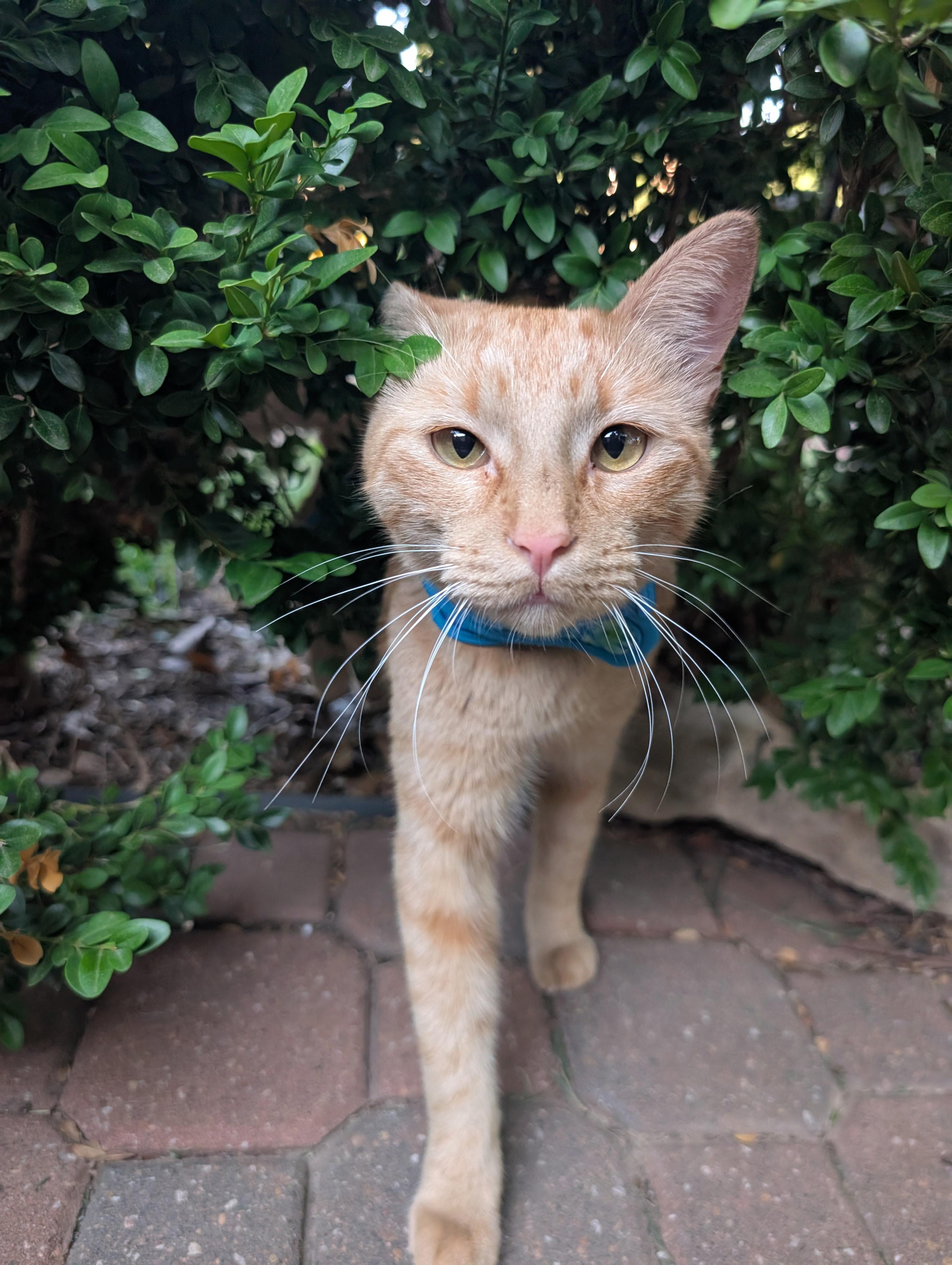Jovie, ADOPTABLE, Young Female Domestic Short Hair.