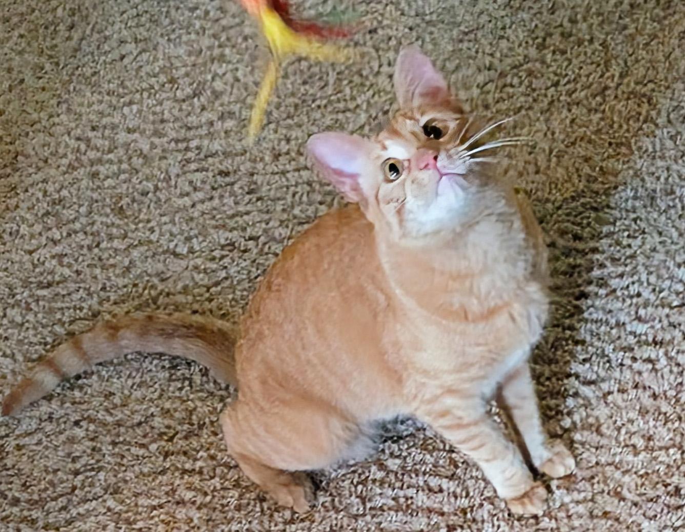 Enlarge Jovie, a ADOPTABLE Domestic Short Hair in Manhattan, KS image 3/6
