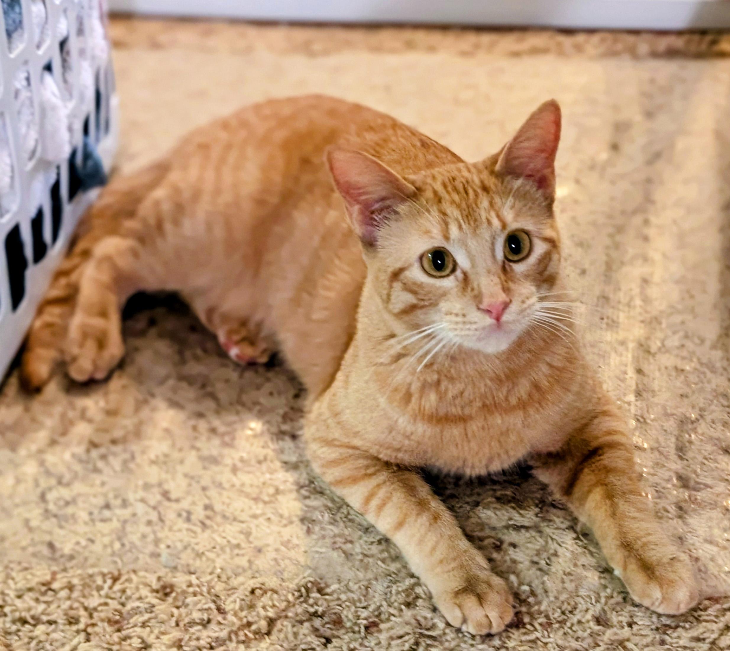 Jovie, ADOPTABLE, Young Female Domestic Short Hair.