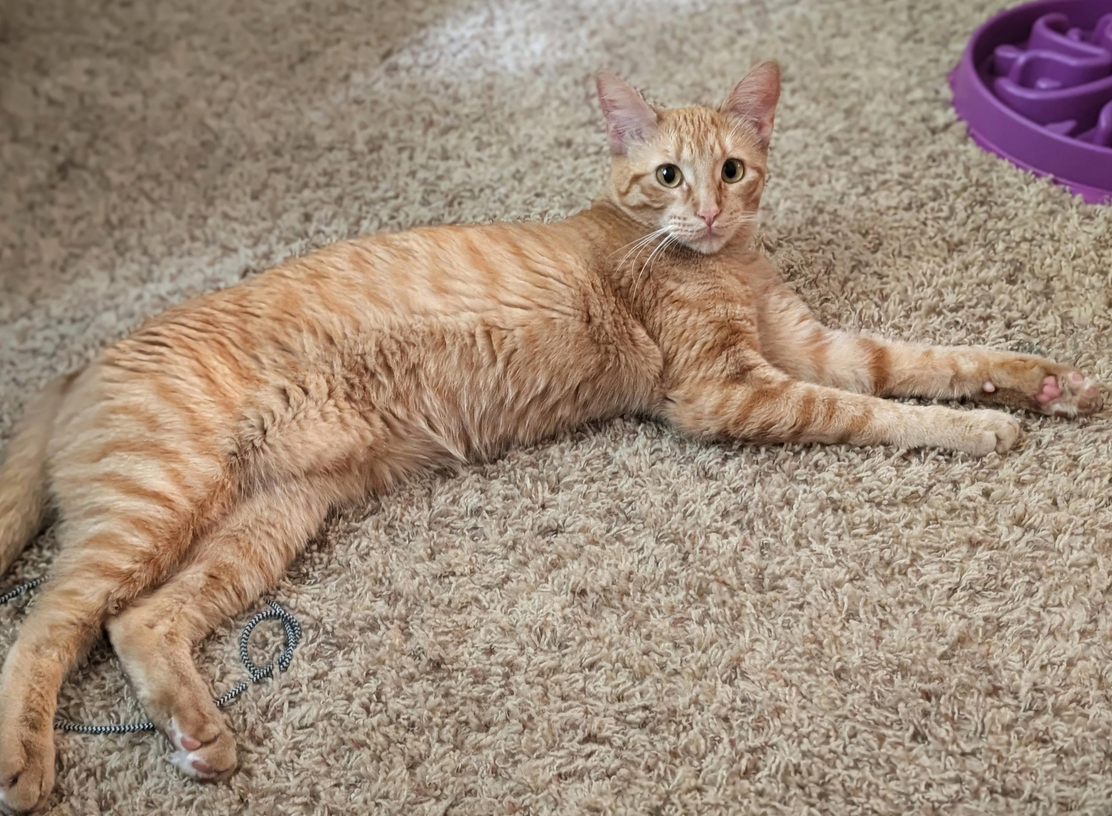 Jovie, a ADOPTABLE Domestic Short Hair in Manhattan, KS image 5/6
